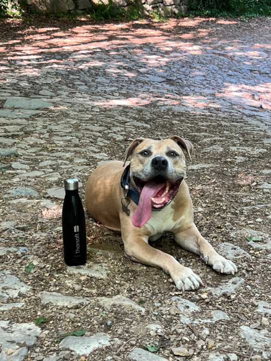 Thor, la mascot Thorsoft